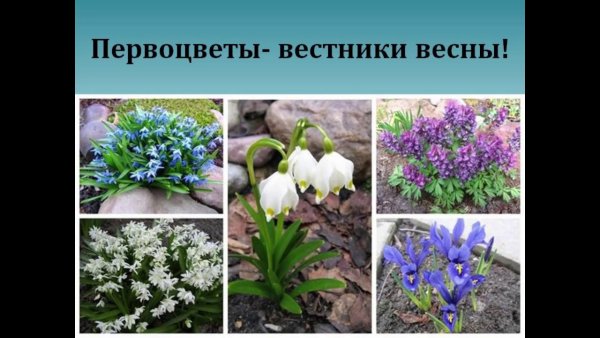 Первоцветы в саду названия