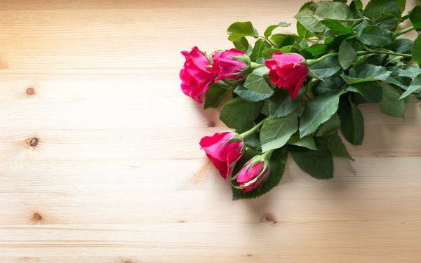 Розовые розы на белом фоне