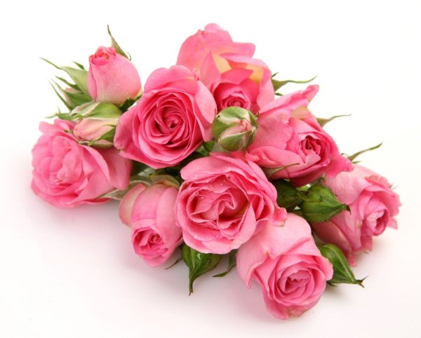 Шикарные цветы