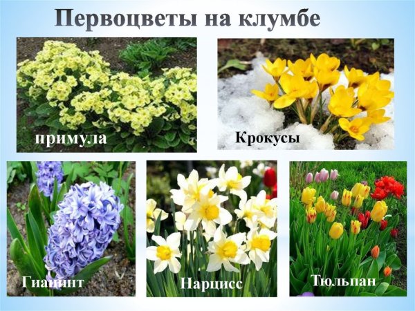 Клумба с примулами тюльпанами гиацинтами и нарциссами