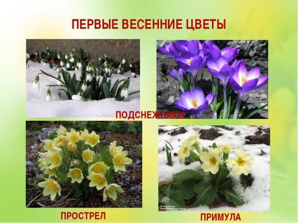 Печёночница обыкновенная крокусы
