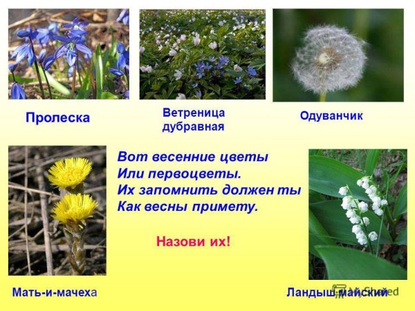 Первоцветы для дошкольников