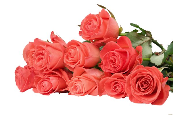 Цветы на белом фоне