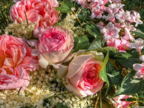 Красивый букет роз