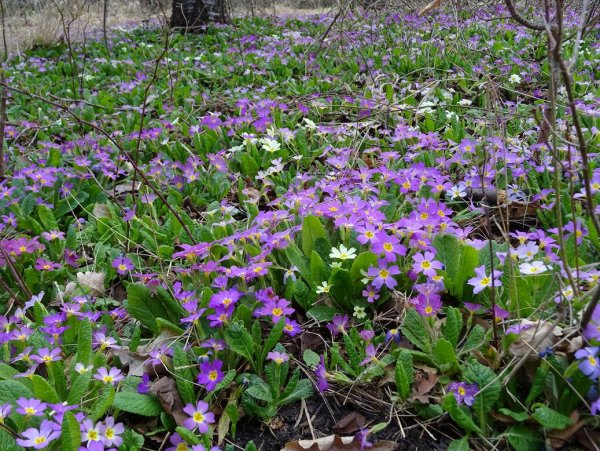 Примула (Primula) Lilac