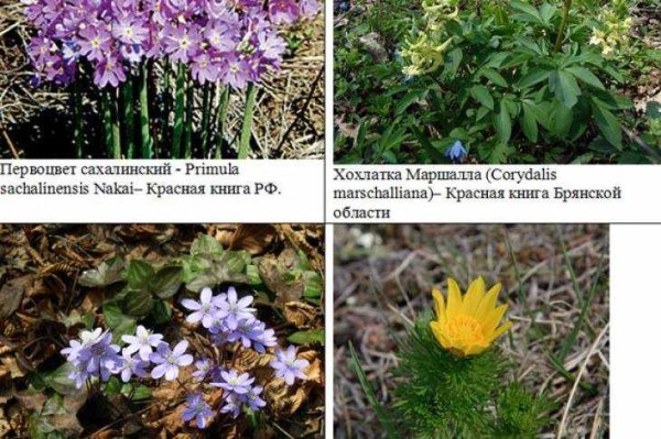 Пролески мускари