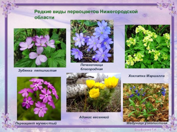 Примула первоцвет през