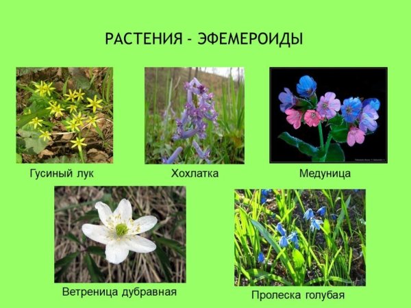 Весенние первоцветы Кубани
