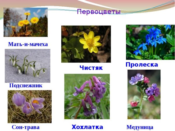 Весенние первоцветы для дошкольников