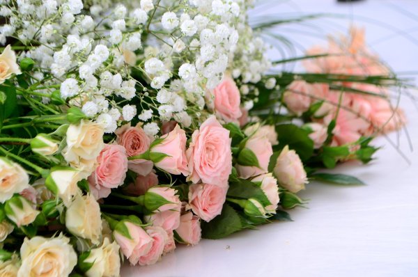 Роза бордовая