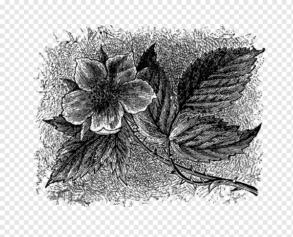 Флора иллюстрация рисунок в черно белом цвете
