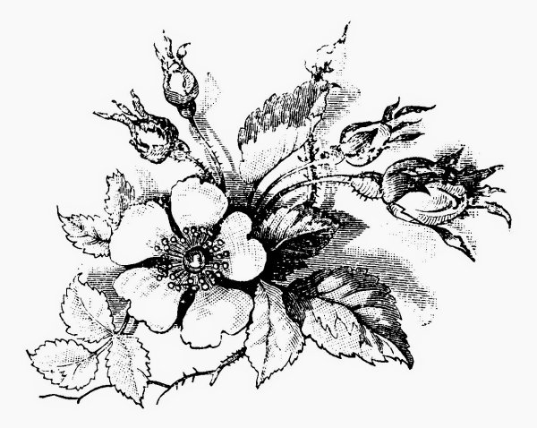 Цветочная композиция Графика