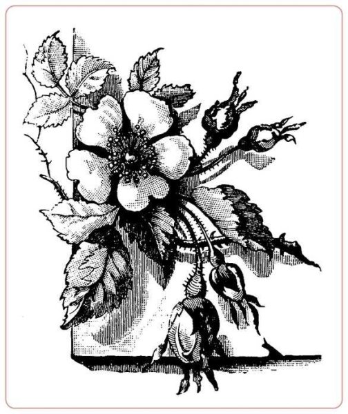 Черно белая Графика растения