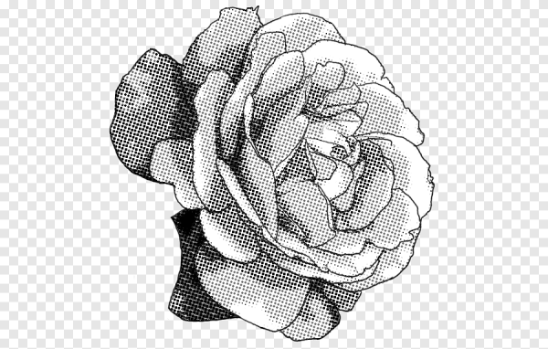 Графика розы черно белые