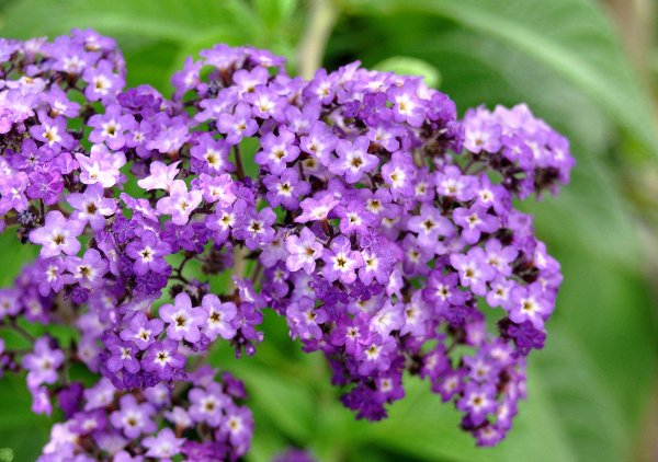 Гелиотроп перуанский Марин