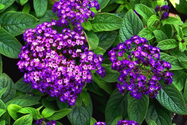 Гелиотроп перуанский Марин