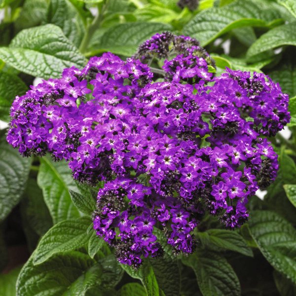 Гелиотроп Вербена