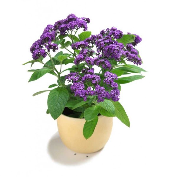 Гелиотроп цветок