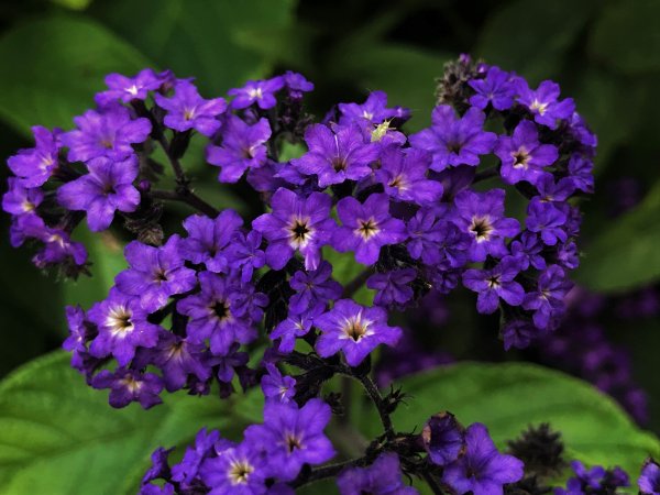 Гелиотроп древовидный Марина