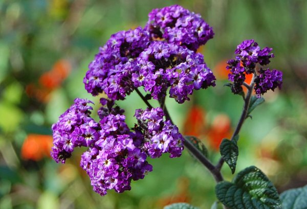 Гелиотроп (растение)