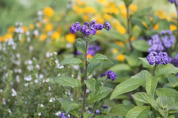 Гелиотроп (растение)