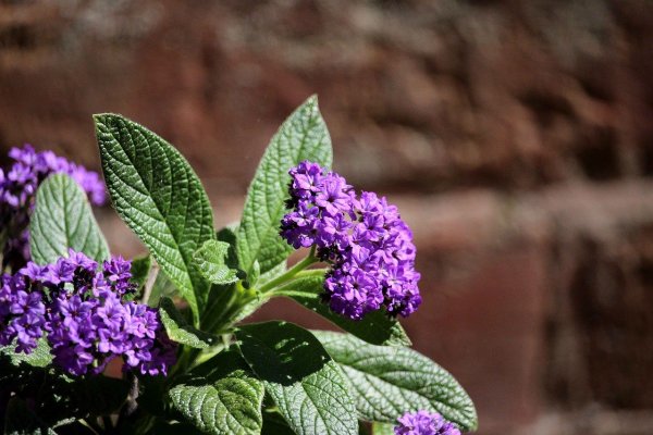 Гелиотроп перуанский Марин