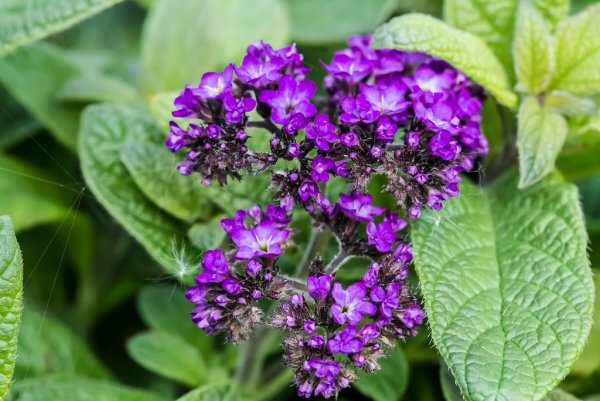 Гелиотроп (растение)