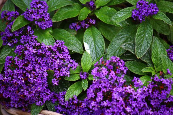 Гелиотроп (Heliotropium arborescens) Marine