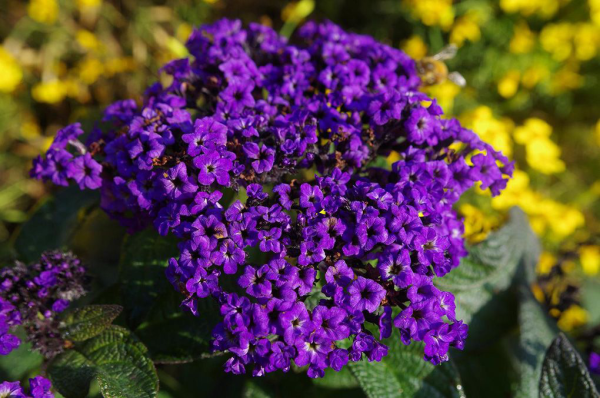 Гелиотроп цветок