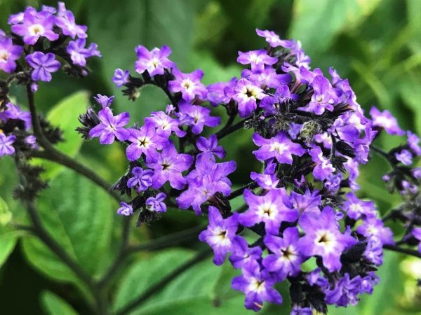 Гелиотроп перуанский