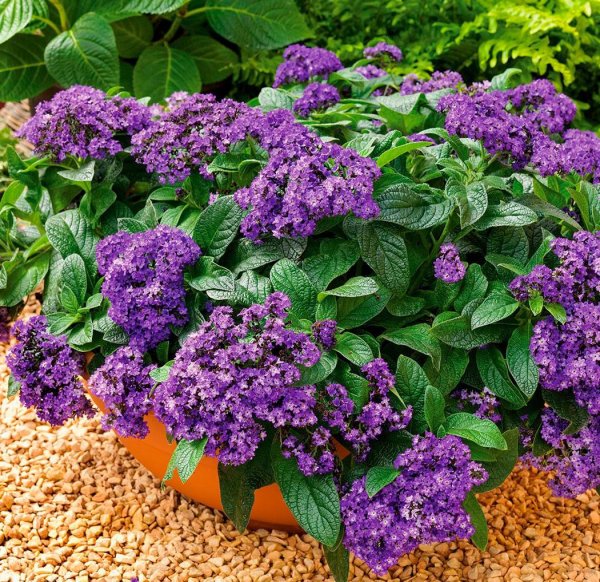 Цветы гелиотроп морской Бриз