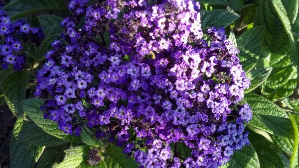 Гелиотроп цветок