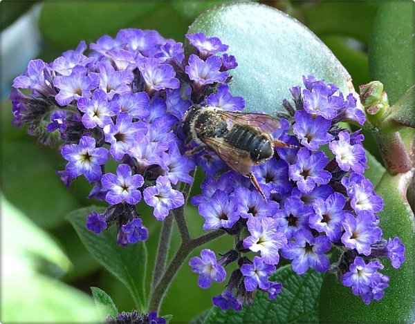 Гелиотроп (растение)