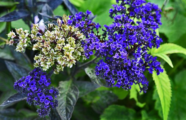 Гелиотроп перуанский Марин