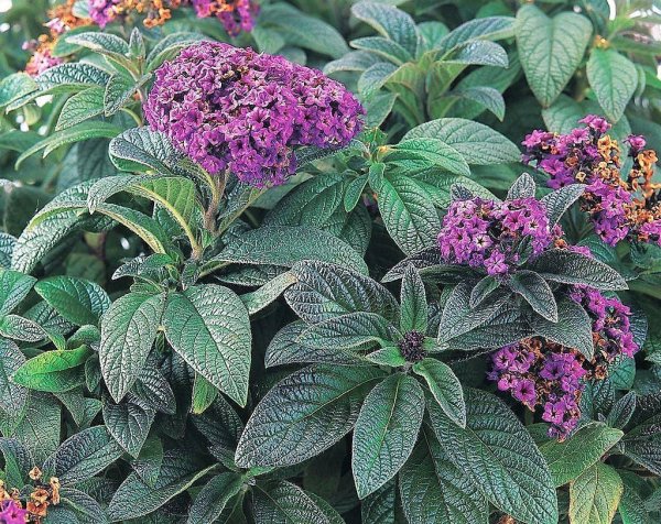 Гелиотроп древовидный Марина