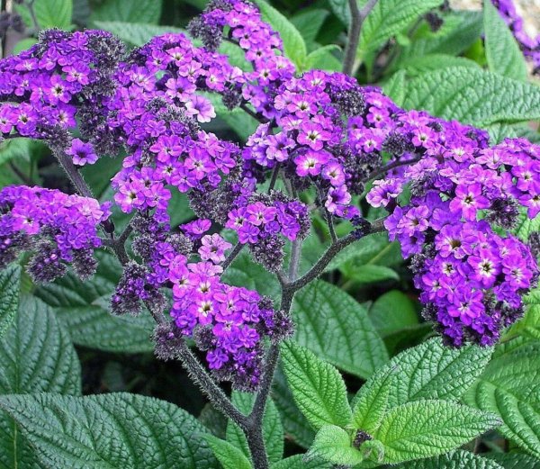 Гелиотроп перуанский Марин