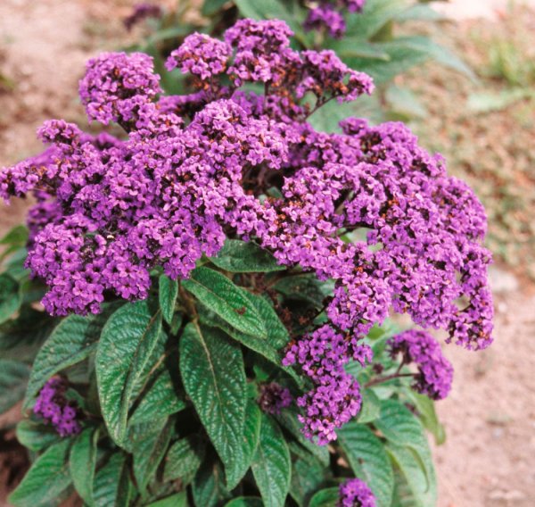 Гелиотроп перуанский