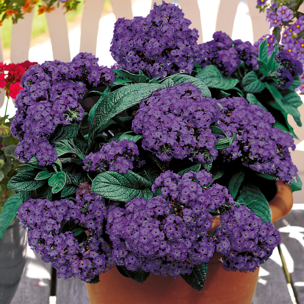 Гелиотроп перуанский Марин