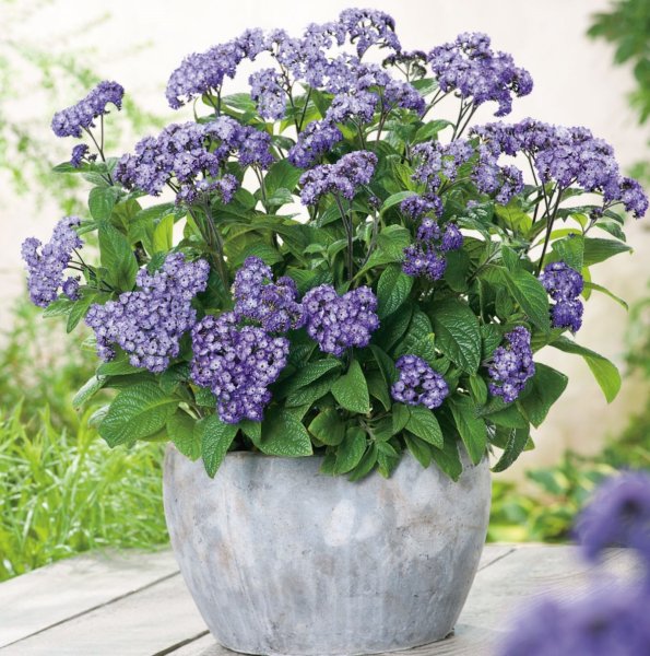 Гелиотроп с гортензией