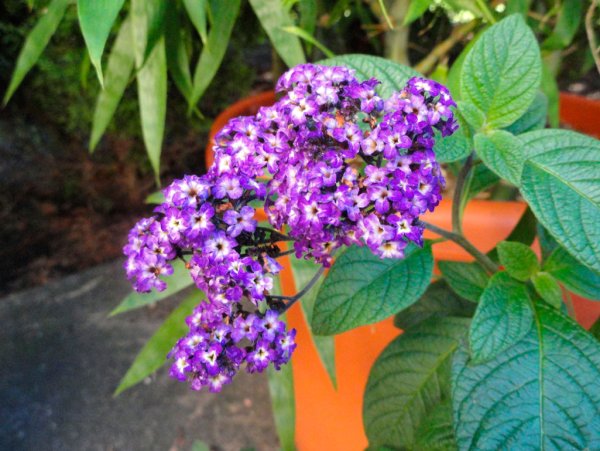 Гелиотроп древовидный Марина