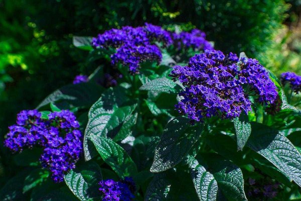 Гелиотроп перуанский Марин