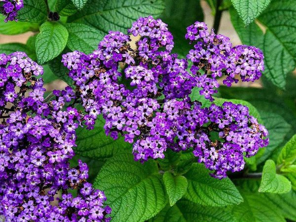 Гелиотроп цветок