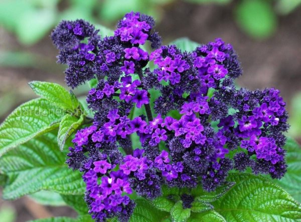 Гелиотроп цветок