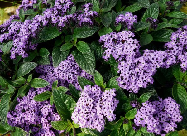 Гелиотроп Марина