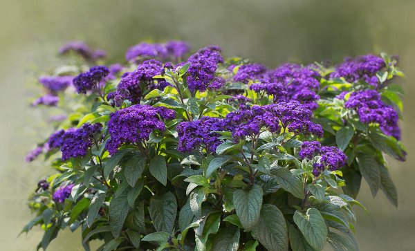 Гелиотроп цветок Марина