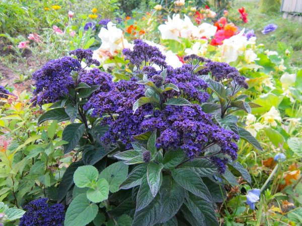 Гелиотроп Марина