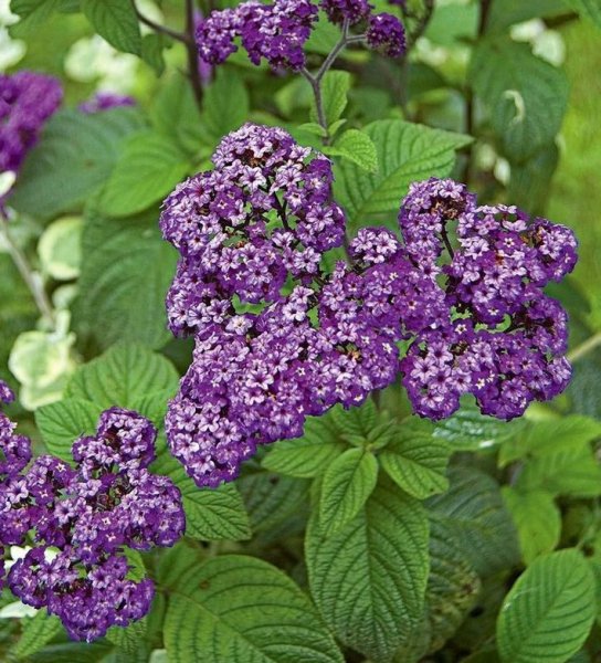 Гелиотроп (растение)