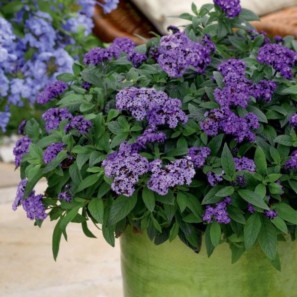 Гелиотроп древовидный Марина