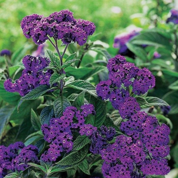 Цветок однолетник гелиотроп