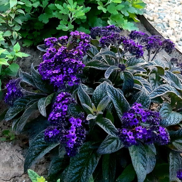 Гелиотроп Марина